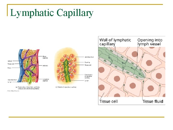 Lymphatic Capillary 