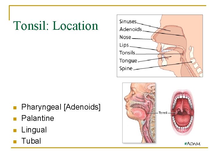 Tonsil: Location n n Pharyngeal [Adenoids] Palantine Lingual Tubal 
