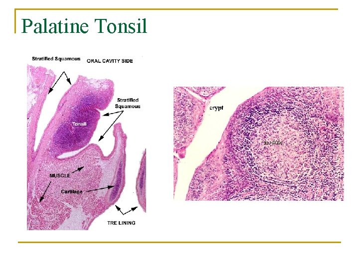 Palatine Tonsil 