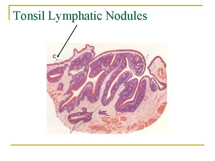 Tonsil Lymphatic Nodules 