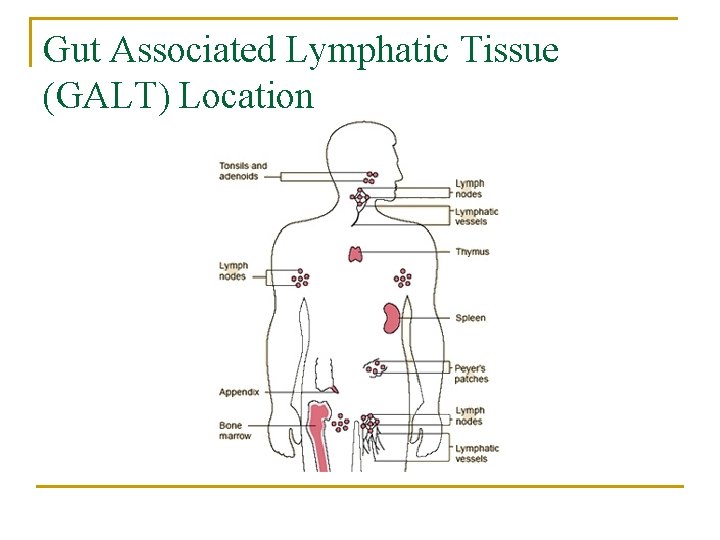 Gut Associated Lymphatic Tissue (GALT) Location 