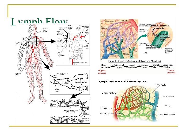 Lymph Flow 