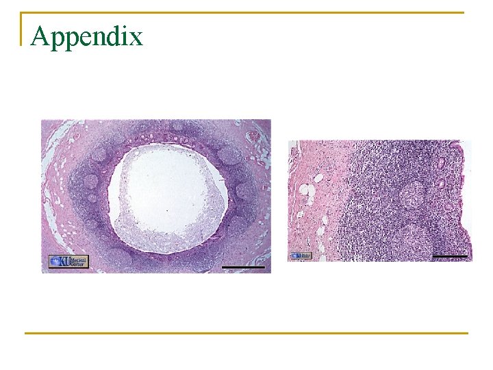 Appendix 