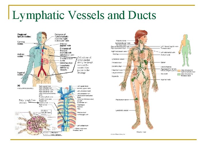 Lymphatic Vessels and Ducts 