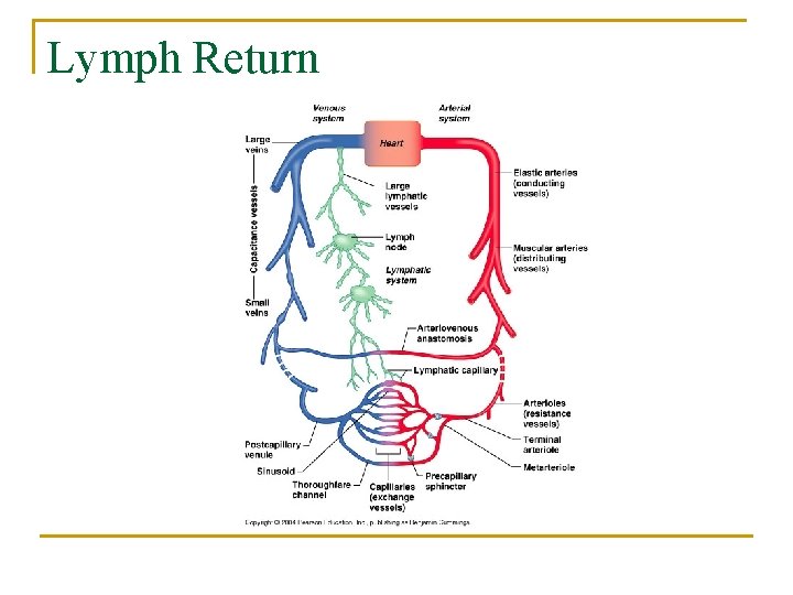 Lymph Return 