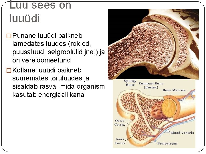 Luu sees on luuüdi � Punane luuüdi paikneb lamedates luudes (roided, puusaluud, selgroolülid jne.