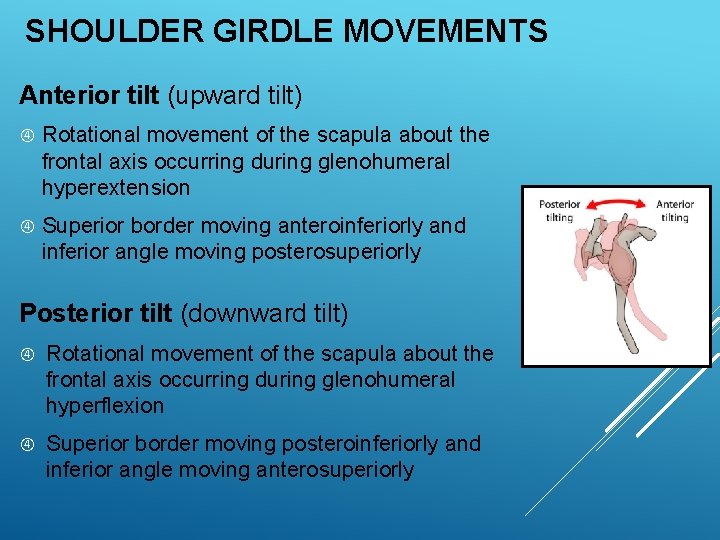 EXSC 314 CHAPTER 4 THE SHOULDER GIRDLE PPT