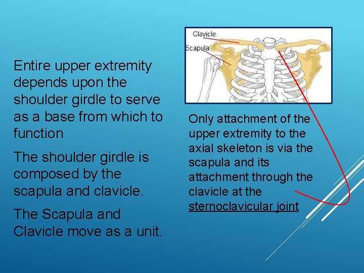 EXSC 314 CHAPTER 4 THE SHOULDER GIRDLE PPT