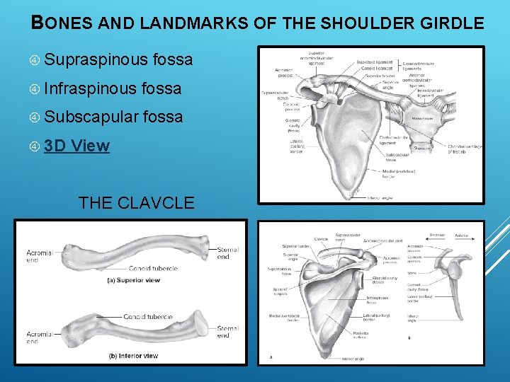 EXSC 314 CHAPTER 4 THE SHOULDER GIRDLE PPT