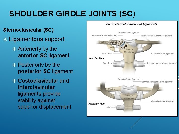 EXSC 314 CHAPTER 4 THE SHOULDER GIRDLE PPT