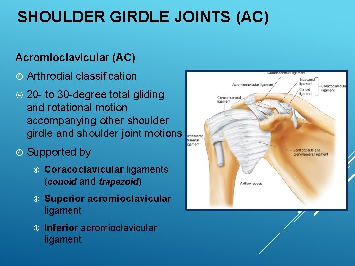 EXSC 314 CHAPTER 4 THE SHOULDER GIRDLE PPT