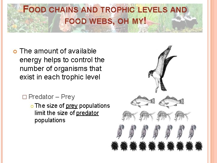 FOOD CHAINS AND TROPHIC LEVELS AND FOOD WEBS, OH MY! The amount of available FOOD CHAINS AND TROPHIC LEVELS AND FOOD WEBS, OH MY! The amount of available