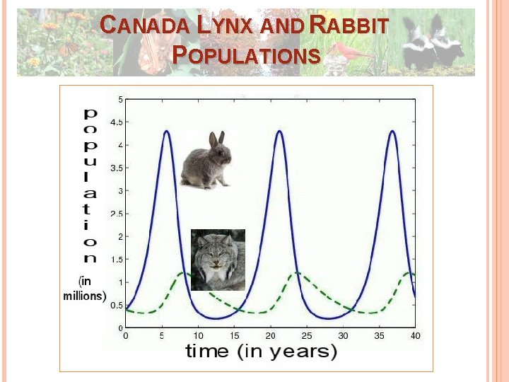 CANADA LYNX AND RABBIT POPULATIONS CANADA LYNX AND RABBIT POPULATIONS