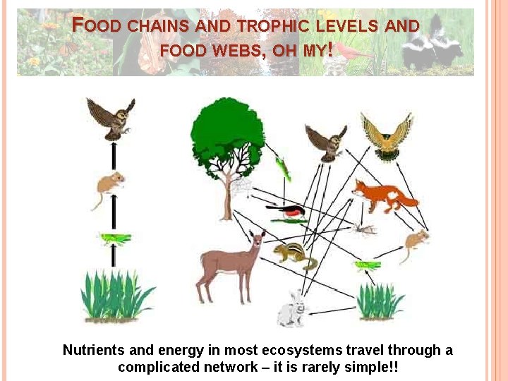 FOOD CHAINS AND TROPHIC LEVELS AND FOOD WEBS, OH MY! Nutrients and energy in FOOD CHAINS AND TROPHIC LEVELS AND FOOD WEBS, OH MY! Nutrients and energy in