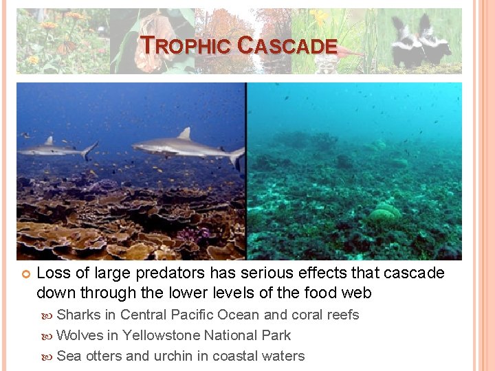 TROPHIC CASCADE Loss of large predators has serious effects that cascade down through the TROPHIC CASCADE Loss of large predators has serious effects that cascade down through the