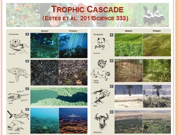 TROPHIC CASCADE (ESTES ET AL. 2011, SCIENCE 333) TROPHIC CASCADE (ESTES ET AL. 2011, SCIENCE 333)
