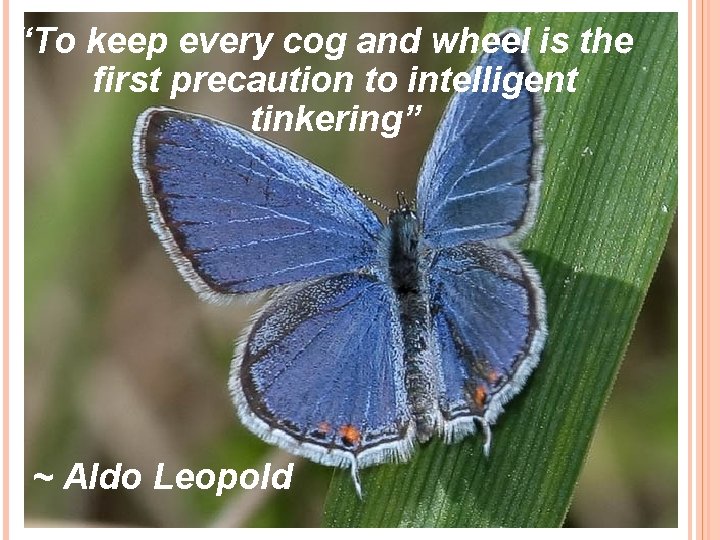“To keep every cog and wheel is the first precaution to intelligent tinkering” ~ “To keep every cog and wheel is the first precaution to intelligent tinkering” ~
