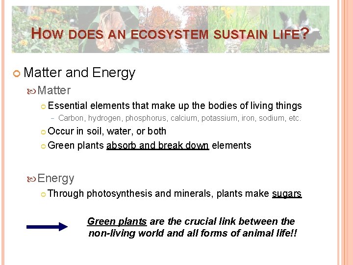 HOW DOES AN ECOSYSTEM SUSTAIN LIFE? Matter and Energy Matter Essential elements that make HOW DOES AN ECOSYSTEM SUSTAIN LIFE? Matter and Energy Matter Essential elements that make