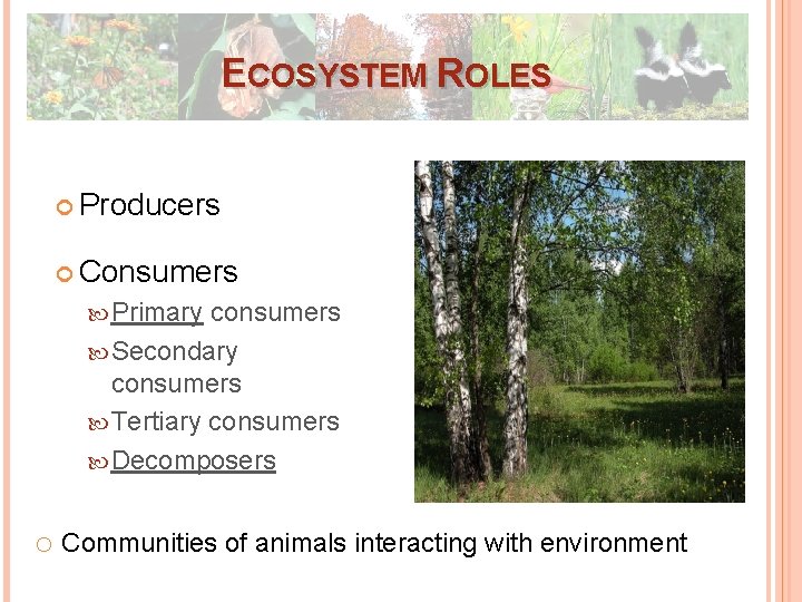 ECOSYSTEM ROLES Producers Consumers Primary consumers Secondary consumers Tertiary consumers Decomposers o Communities of ECOSYSTEM ROLES Producers Consumers Primary consumers Secondary consumers Tertiary consumers Decomposers o Communities of