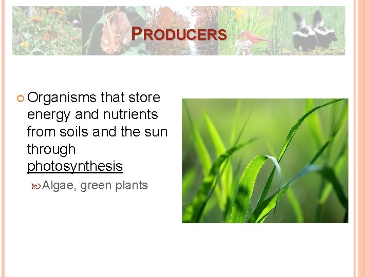 PRODUCERS Organisms that store energy and nutrients from soils and the sun through photosynthesis PRODUCERS Organisms that store energy and nutrients from soils and the sun through photosynthesis