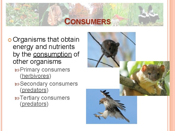 CONSUMERS Organisms that obtain energy and nutrients by the consumption of other organisms Primary CONSUMERS Organisms that obtain energy and nutrients by the consumption of other organisms Primary