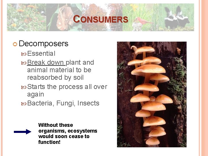 CONSUMERS Decomposers Essential Break down plant and animal material to be reabsorbed by soil CONSUMERS Decomposers Essential Break down plant and animal material to be reabsorbed by soil