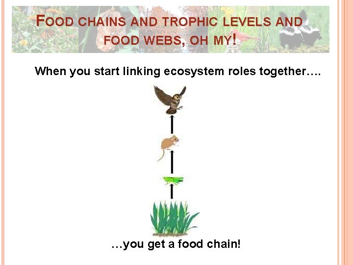 FOOD CHAINS AND TROPHIC LEVELS AND FOOD WEBS, OH MY! When you start linking FOOD CHAINS AND TROPHIC LEVELS AND FOOD WEBS, OH MY! When you start linking
