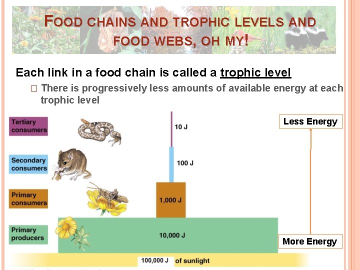 FOOD CHAINS AND TROPHIC LEVELS AND FOOD WEBS, OH MY! Each link in a FOOD CHAINS AND TROPHIC LEVELS AND FOOD WEBS, OH MY! Each link in a