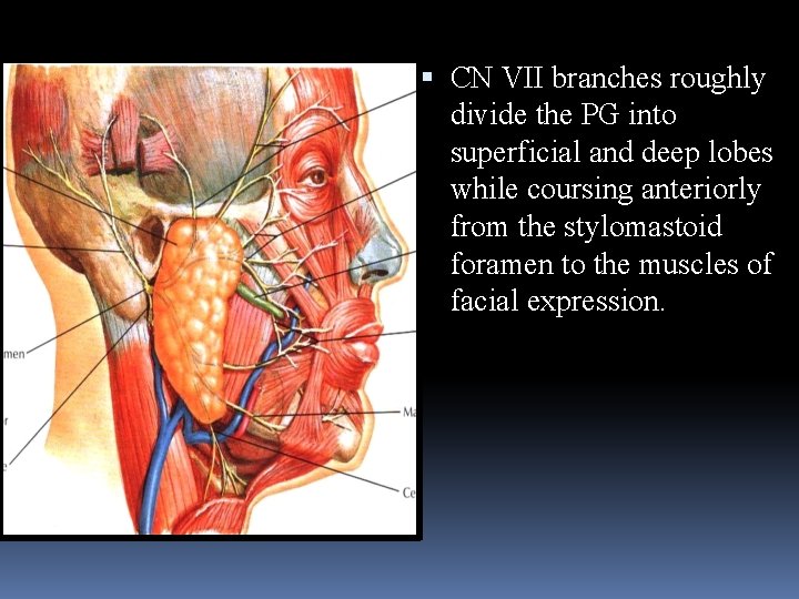  CN VII branches roughly divide the PG into superficial and deep lobes while