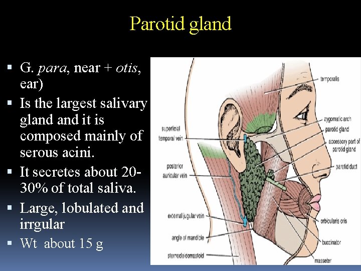 Parotid gland G. para, near + otis, ear) Is the largest salivary gland it