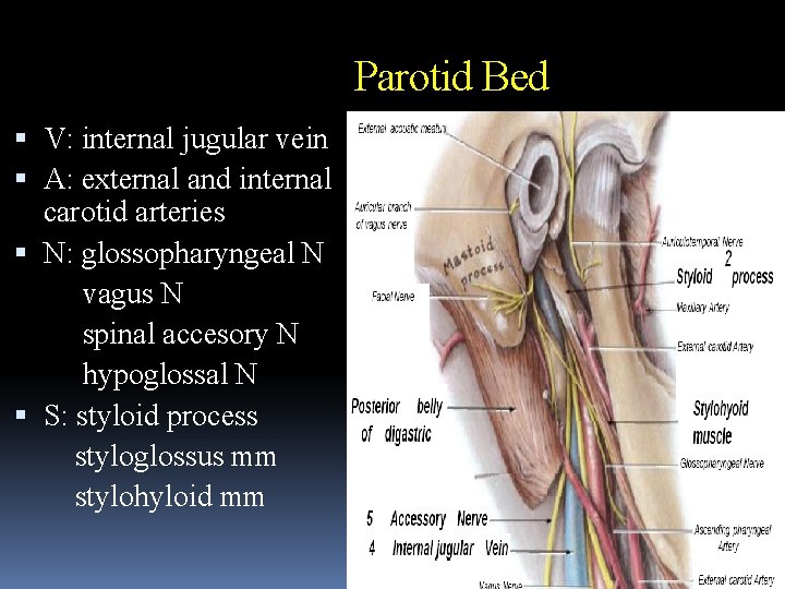 Parotid Bed V: internal jugular vein A: external and internal carotid arteries N: glossopharyngeal