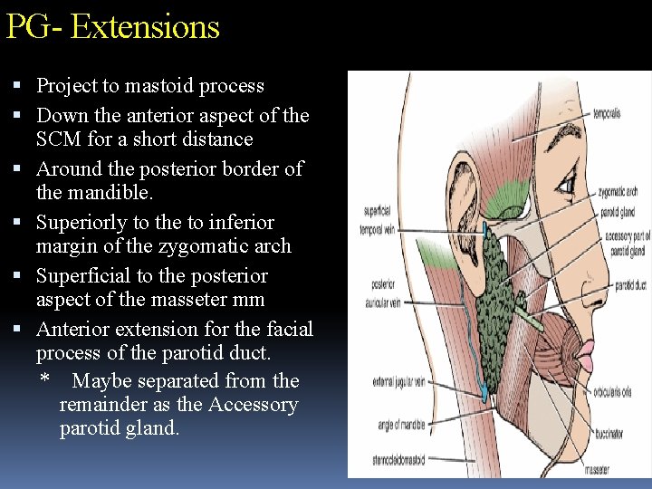 PG- Extensions Project to mastoid process Down the anterior aspect of the SCM for