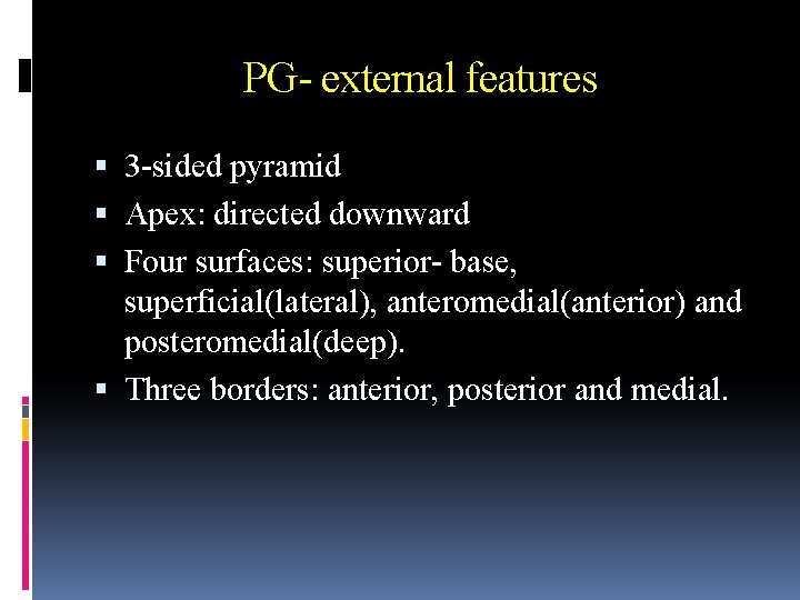 PG- external features 3 -sided pyramid Apex: directed downward Four surfaces: superior- base, superficial(lateral),