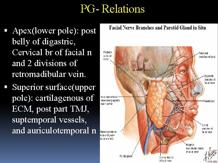 PG- Relations Apex(lower pole): post belly of digastric, Cervical br of facial n and