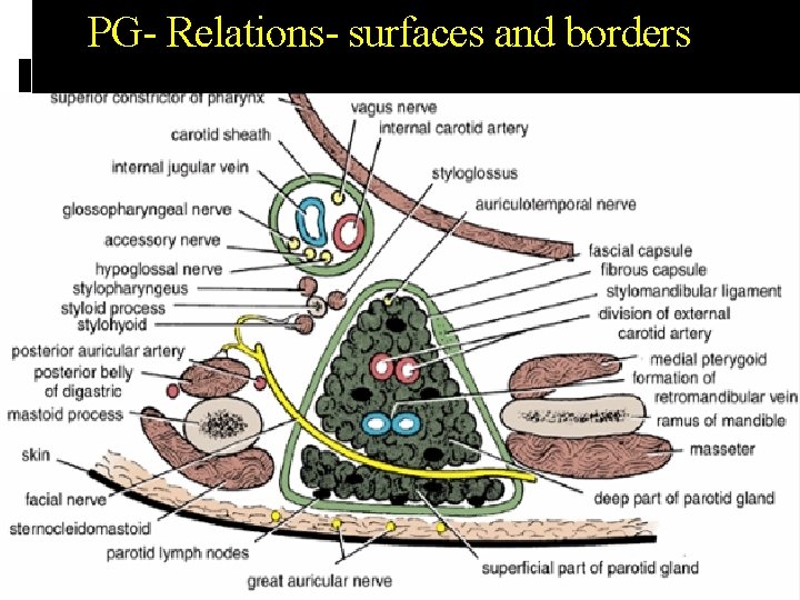 PG- Relations- surfaces and borders 