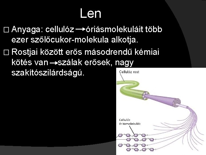 Len � Anyaga: cellulóz óriásmolekuláit több ezer szőlőcukor-molekula alkotja. � Rostjai között erős másodrendű