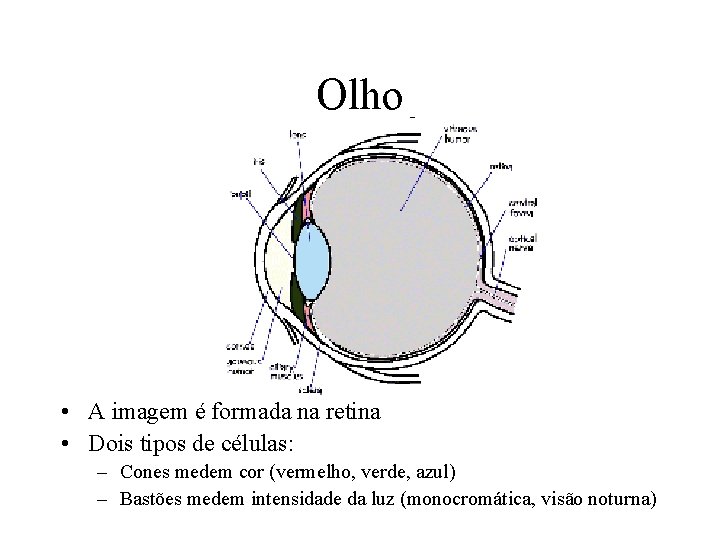 Olho • A imagem é formada na retina • Dois tipos de células: –