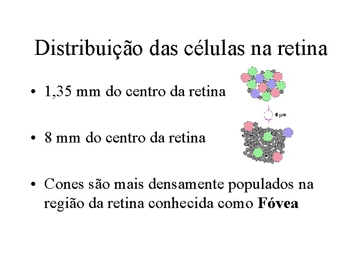 Distribuição das células na retina • 1, 35 mm do centro da retina •