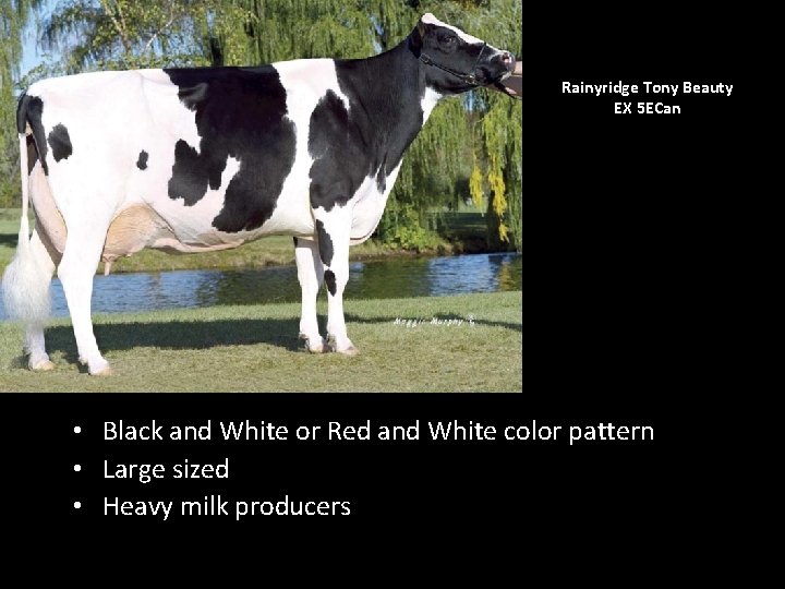 Rainyridge Tony Beauty EX 5 ECan • Black and White or Red and White