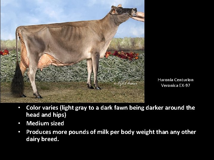 Huronia Centurion Veronica EX-97 • Color varies (light gray to a dark fawn being