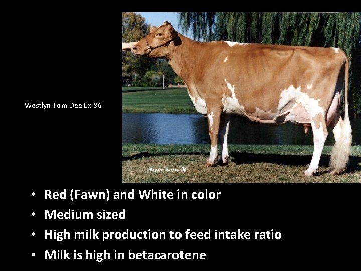 Westlyn Tom Dee Ex-96 • • Red (Fawn) and White in color Medium sized