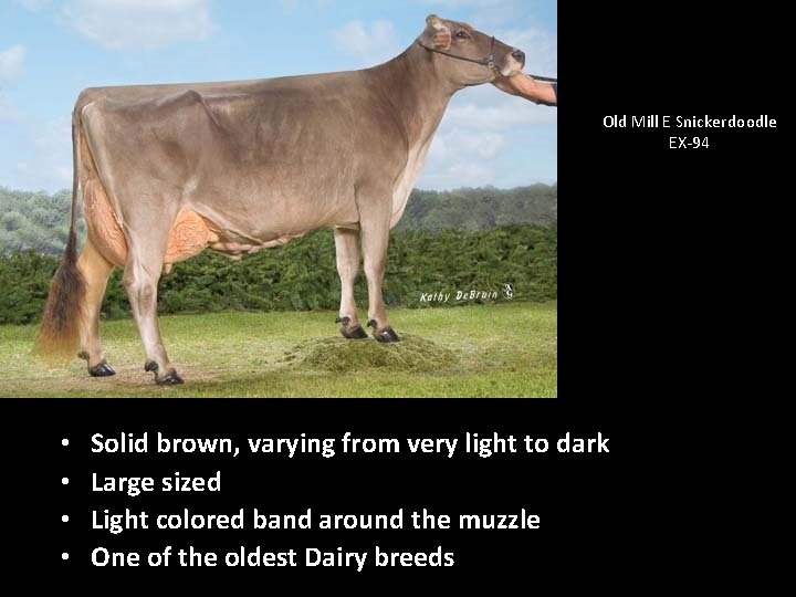 Old Mill E Snickerdoodle EX-94 • • Solid brown, varying from very light to