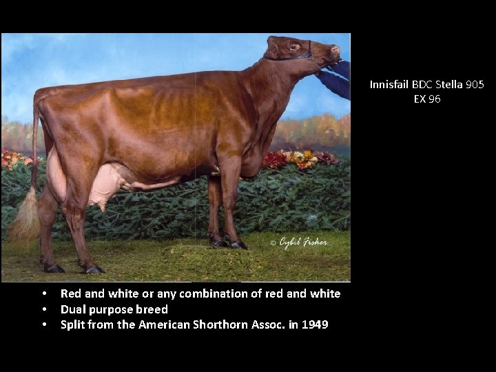 Innisfail BDC Stella 905 EX 96 • • • Red and white or any