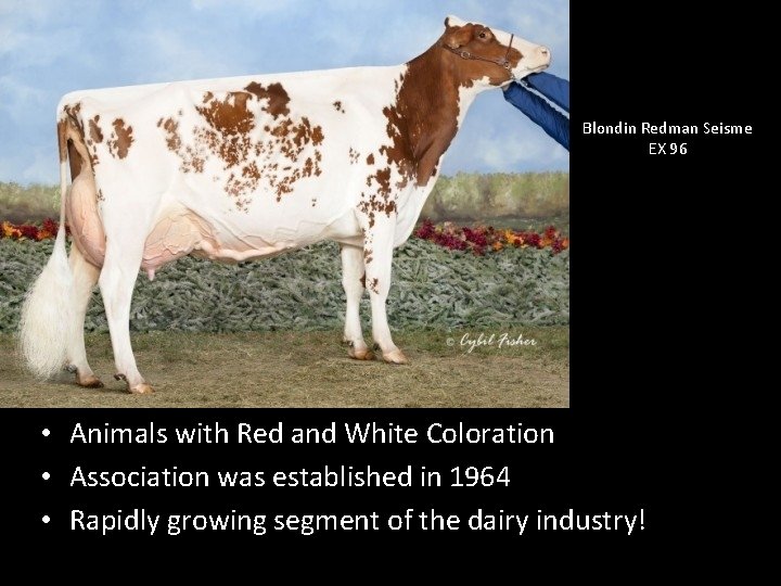 Blondin Redman Seisme EX 96 • Animals with Red and White Coloration • Association