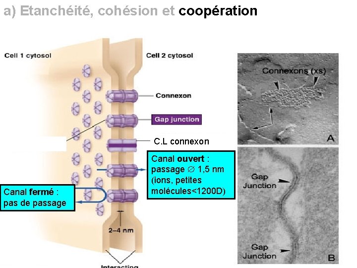 a) Etanchéité, cohésion et coopération C. L connexon Canal fermé : pas de passage