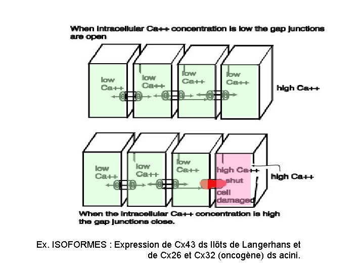 Ex. ISOFORMES : Expression de Cx 43 ds Ilôts de Langerhans et de Cx