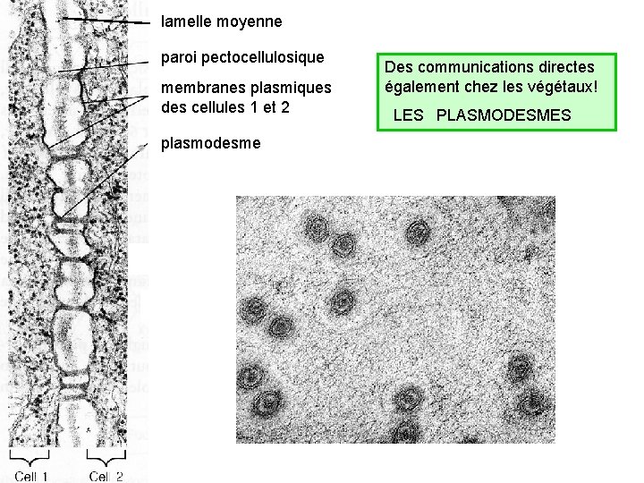 lamelle moyenne ZO paroi pectocellulosique membranes plasmiques des cellules 1 et 2 plasmodesme Des