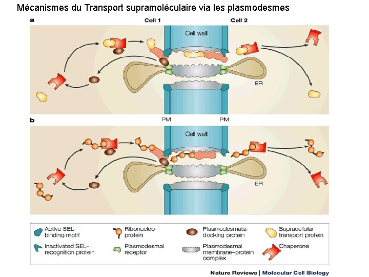 Mécanismes du Transport supramoléculaire via les plasmodesmes 