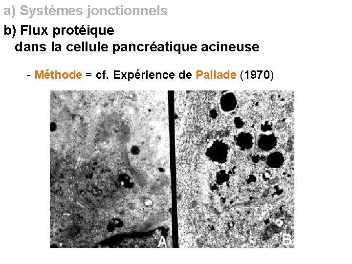 a) Systèmes jonctionnels b) Flux protéique dans la cellule pancréatique acineuse - Méthode =