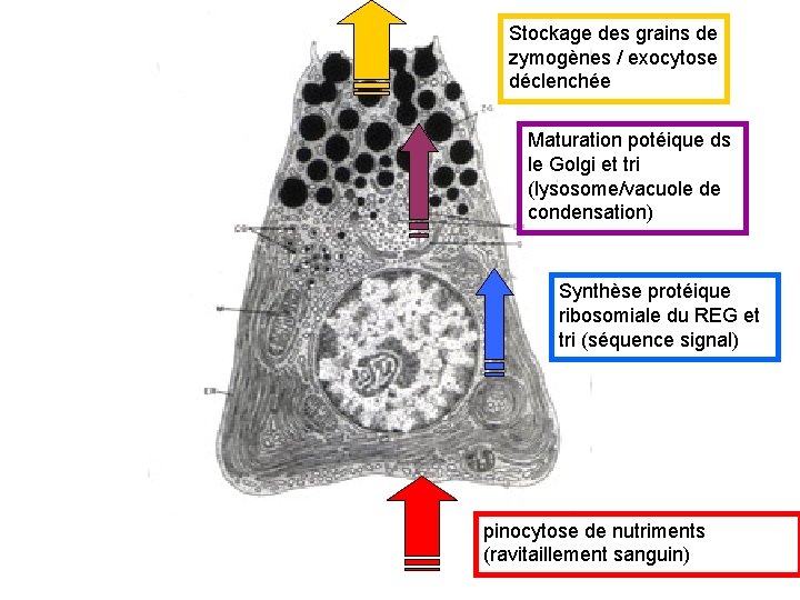 Stockage des grains de zymogènes / exocytose déclenchée Maturation potéique ds le Golgi et